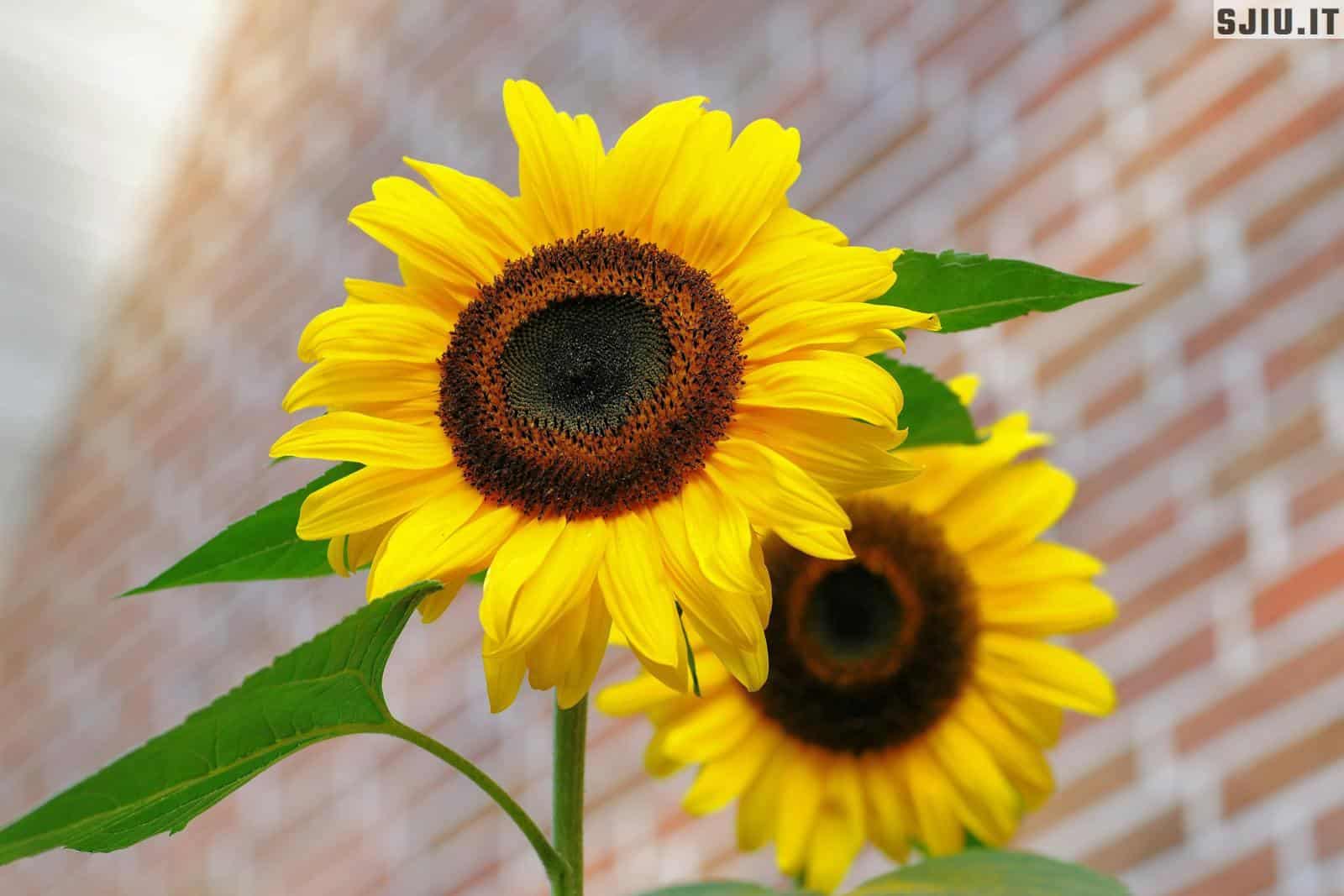 girasoles